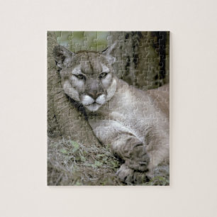 Florida-Panther, Felis concolor coryi, Puzzle