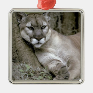 Florida-Panther, Felis concolor coryi, Silbernes Ornament