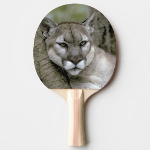 Florida-Panther, Felis concolor coryi, Tischtennis Schläger
