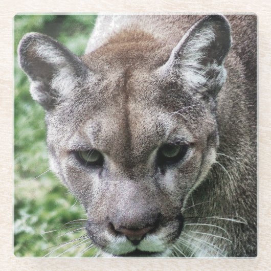 FLORIDA PANTHER- GETRÄNKKÜSTE GLASUNTERSETZER (Vorderseite)