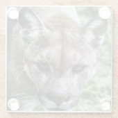 FLORIDA PANTHER- GETRÄNKKÜSTE GLASUNTERSETZER (Rückseite)