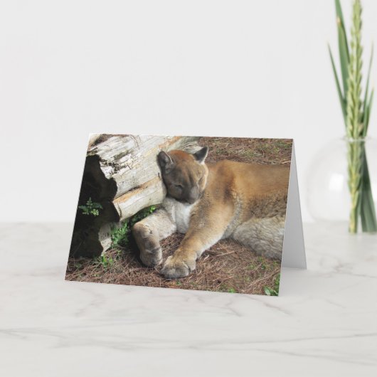 Florida Panther Greeting Card Karte (Vorderseite)