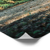 Florida Panther in forest Poster (Ecke)