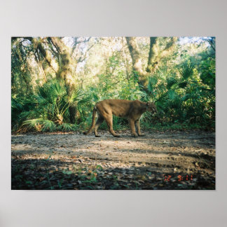 Florida Panther in forest Poster
