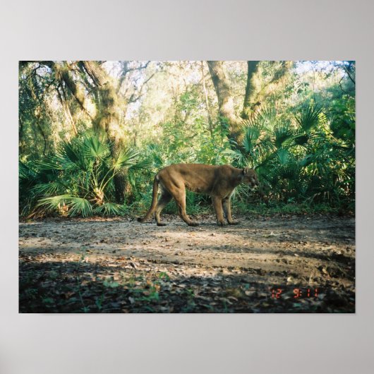Florida Panther in forest Poster (Vorne)