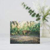 Florida Panther in forest Postkarte (Stehend Vorderseite)