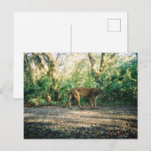 Florida Panther in forest Postkarte (Vorne/Hinten)