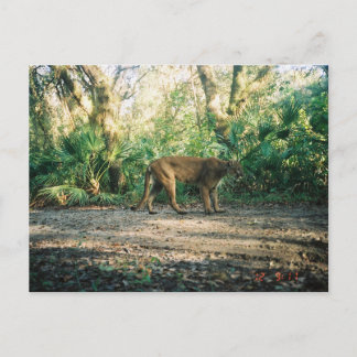 Florida Panther in forest Postkarte