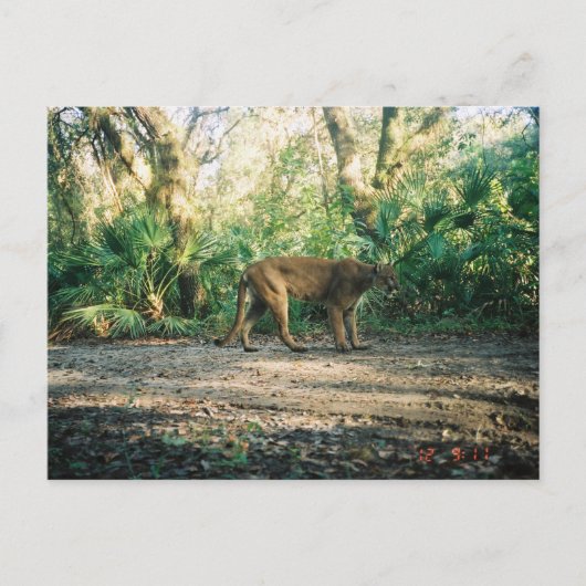 Florida Panther in forest Postkarte (Vorderseite)