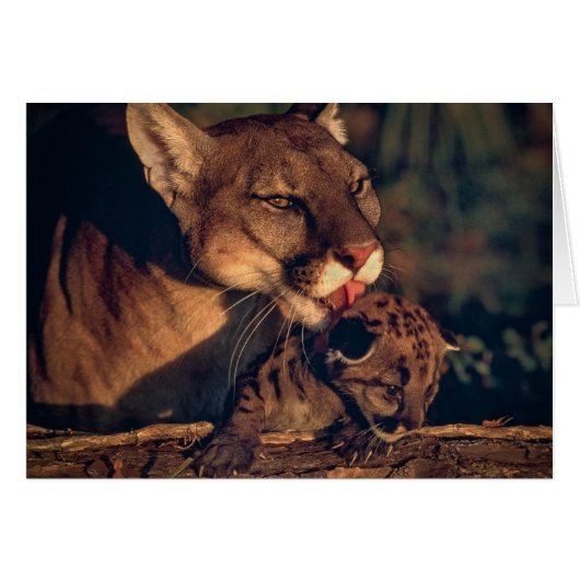 Florida Panther Licking Cub (Vorderseite (Horizontal))