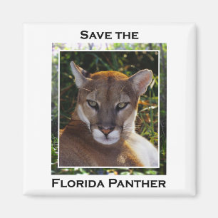 Florida-Panther Magnet