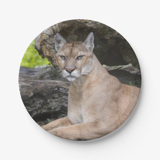 Florida-Panther-Papier-Teller Pappteller (Vorderseite)