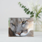Florida Panther Postcard (4071) Postkarte (Stehend Vorderseite)