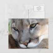 Florida Panther Postcard (4071) Postkarte (Vorne/Hinten)