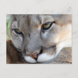 Florida Panther Postcard (4071) Postkarte