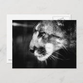 Florida Panther Postcard Postkarte (Vorne/Hinten)