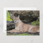 Florida Panther Postcard Postkarte (Vorne/Hinten)