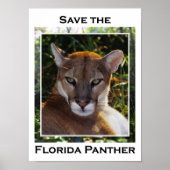 Florida Panther Poster (Vorne)