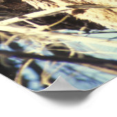 Florida Panther Poster (Ecke)