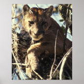 Florida Panther Poster (Vorne)