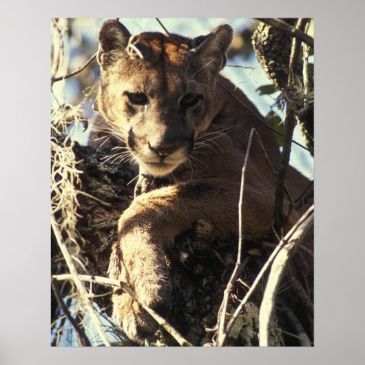 Florida Panther Poster (Vorne)