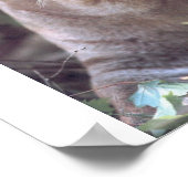 Florida Panther Poster (Ecke)