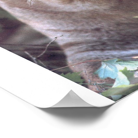 Florida Panther Poster (Ecke)