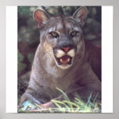 Florida Panther Poster (Vorne)