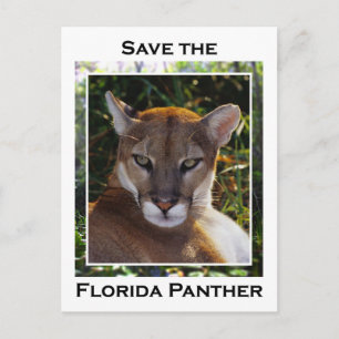 Florida Panther Postkarte