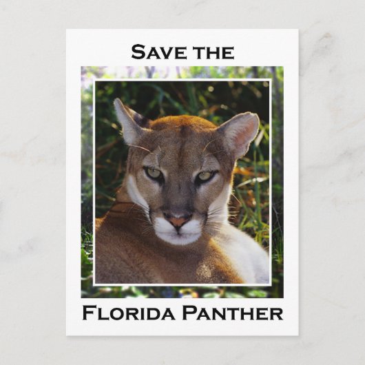 Florida Panther Postkarte (Vorderseite)