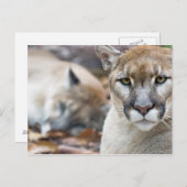 Florida Panther Postkarte (Vorne/Hinten)