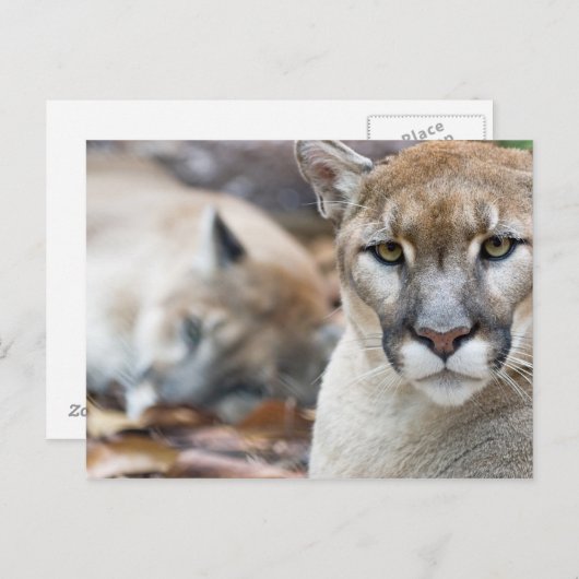 Florida Panther Postkarte (Vorne/Hinten)
