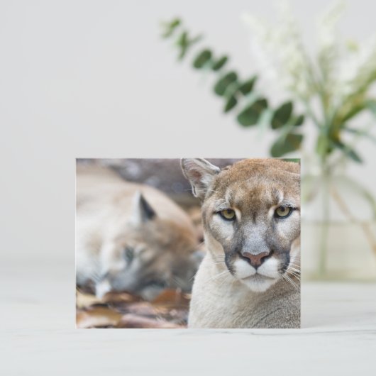 Florida Panther Postkarte (Stehend Vorderseite)