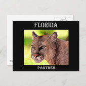 Florida Panther Postkarte (Vorne/Hinten)