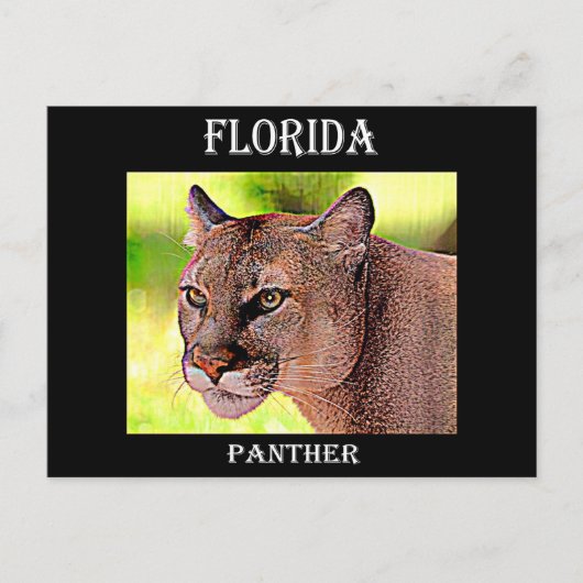 Florida Panther Postkarte (Vorderseite)