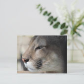 Florida Panther Postkarte (Stehend Vorderseite)