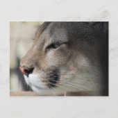 Florida Panther Postkarte (Vorderseite)