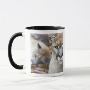 Florida Panther Tasse