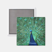 Florida Peacock Magnet Square (Vorderseite/Rückseite)