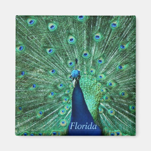 Florida Peacock Magnet Square (Vorne)