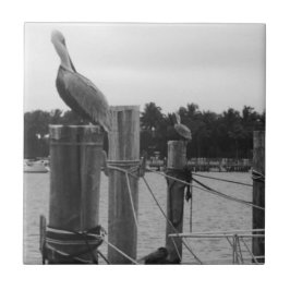 Florida, Pelican auf der Boatdockfliese Fliese