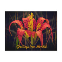 Florida-Pine-Lily-Grußkarte