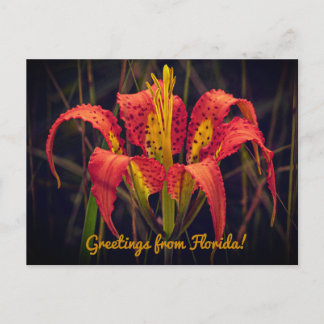 Florida-Pine-Lily-Grußkarte Postkarte