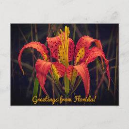 Florida Pine Lily Postcard Postkarte