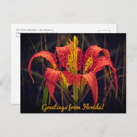 Florida Pine Lily Postcard Postkarte (Vorne/Hinten)