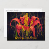 Florida Pine Lily Postcard Postkarte (Vorne/Hinten)