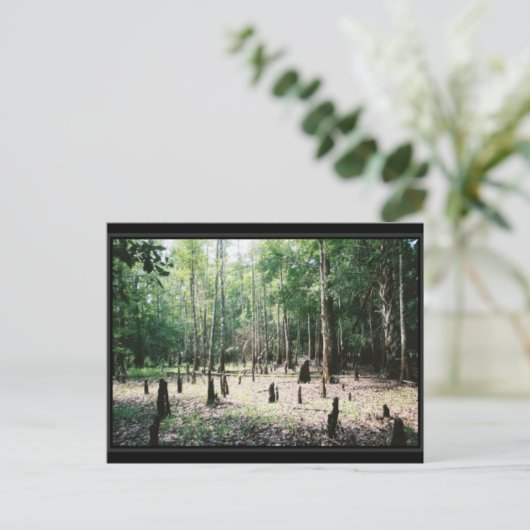 Florida Postcard Postkarte (Stehend Vorderseite)