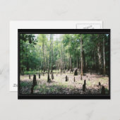 Florida Postcard Postkarte (Vorne/Hinten)