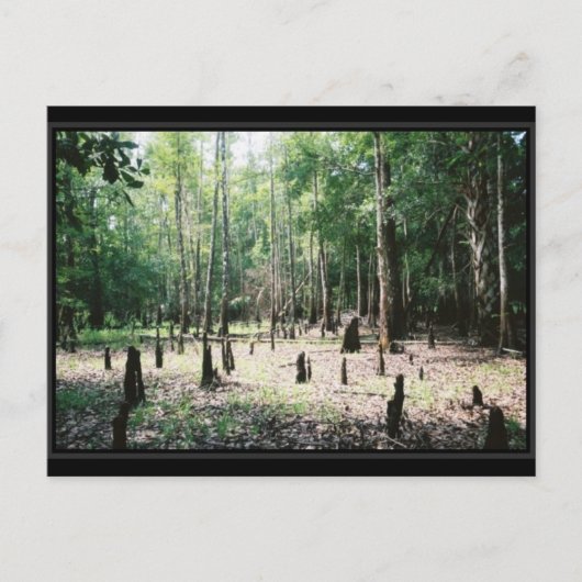 Florida Postcard Postkarte (Vorderseite)