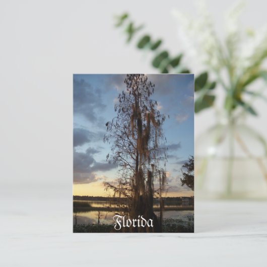 Florida Postcard Postkarte (Stehend Vorderseite)